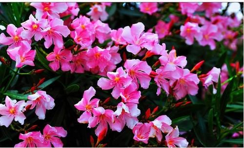 春天到了，路边的野花不要采