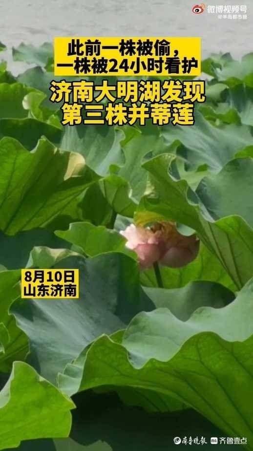 景区|济南大明湖发现第三株并蒂莲？景区：仅从侧面影像无法确认