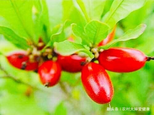 野果|喉嚨痛者“克星”，多食此野果，喉嚨痛好了，痛經沒了，還祛濕毒