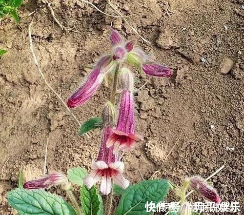 野草|农村一野草,人称“蜜罐”,根价值不输人参,长在路边少人识