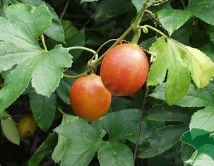 瓜蒌子|冬天女性多吃此物,护肤养颜,减少皱纹,保护视力,谁吃谁受益