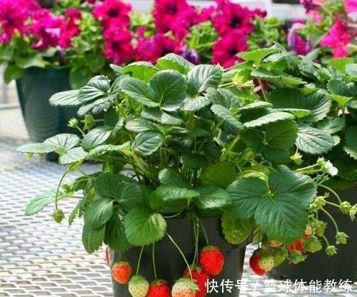 发芽|这2种水果别扔籽,处理好埋盆里,扎根发芽养成绿叶盆栽