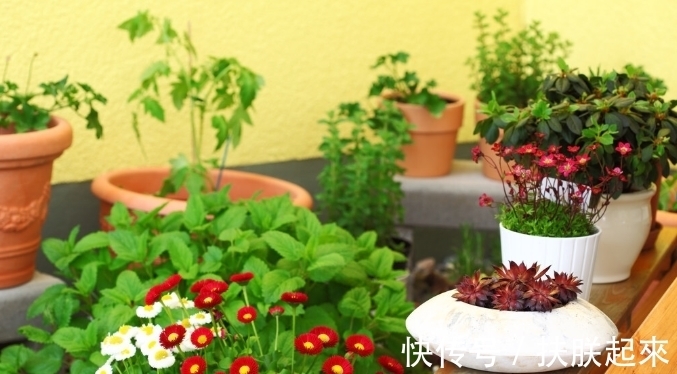花盆|冬天盛开的8种花爱住“小房子”,花盆越大,越容易黄叶