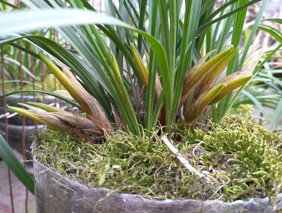 盆栽|盆栽兰花难养护摸清4个管理要点,让你越养越上瘾,再不嫌烦