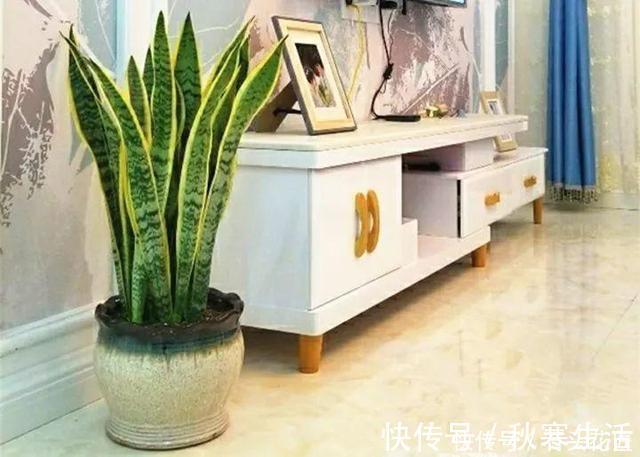 搬新家之前,一定要养“这6种花”,除“甲醛”效果好