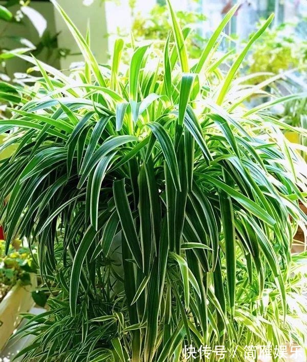 花卉|悄悄告诉你,养花高手都会的10个“小妙招”,学会以后,事半功倍