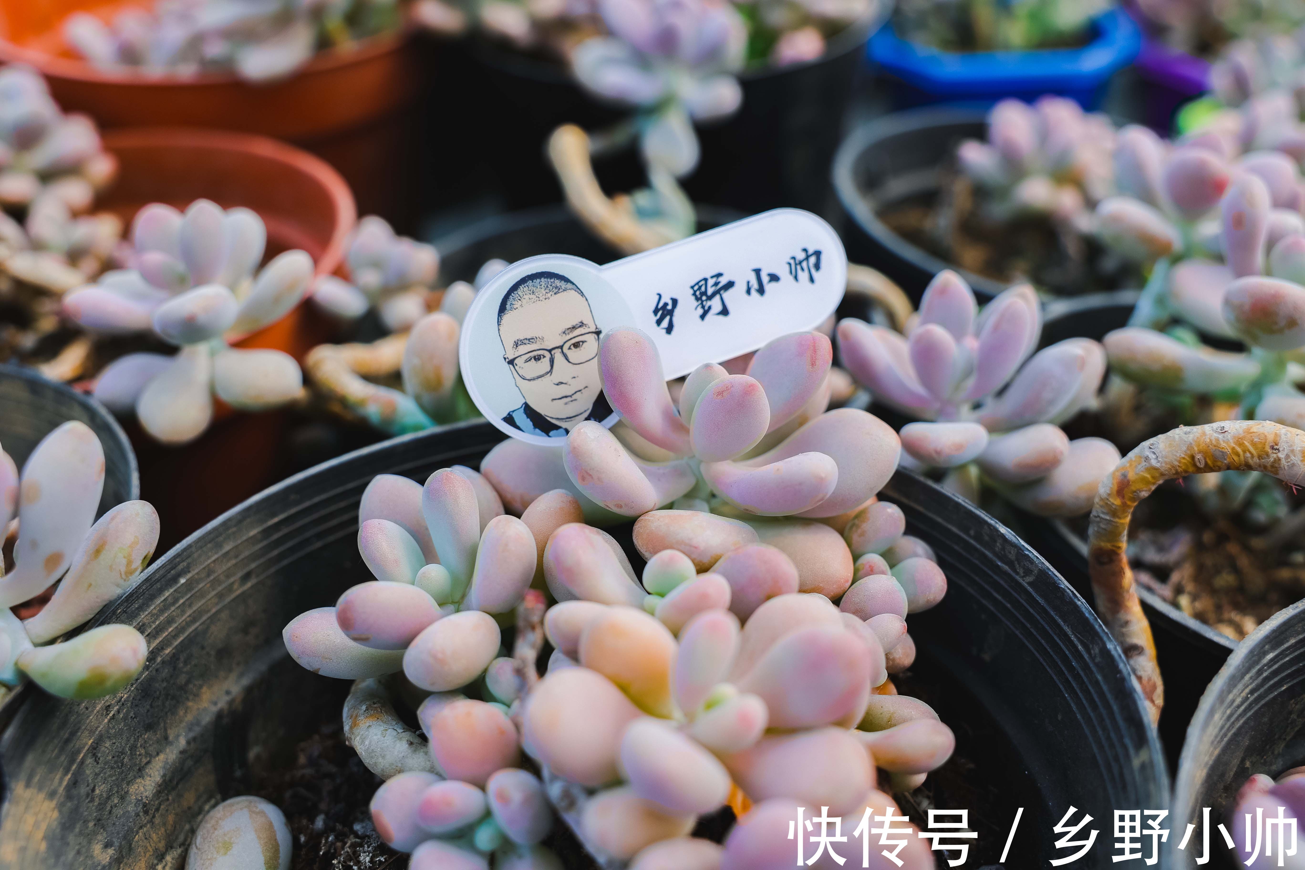 浇水|夏季上盆的多肉怎么浇水，夏季给多肉浇水应该注意什么，浇水篇