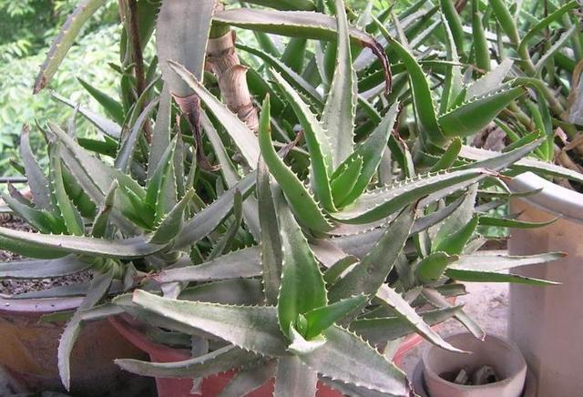 看着“丑”的3种花，放家里却能“镇宅”，还吸甲醛，值得养！