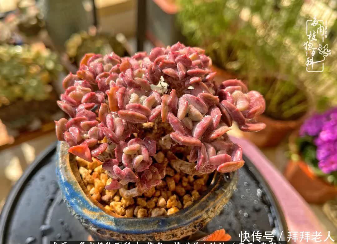 多肉与我,不负时光韶华!