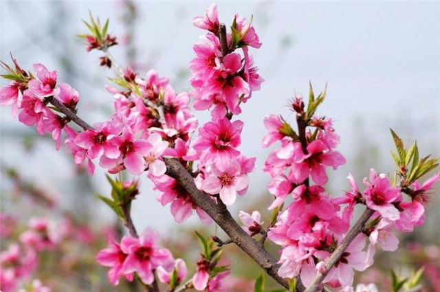 诗经桃花,桃之夭夭,灼灼其华,夭夭是什么意思?