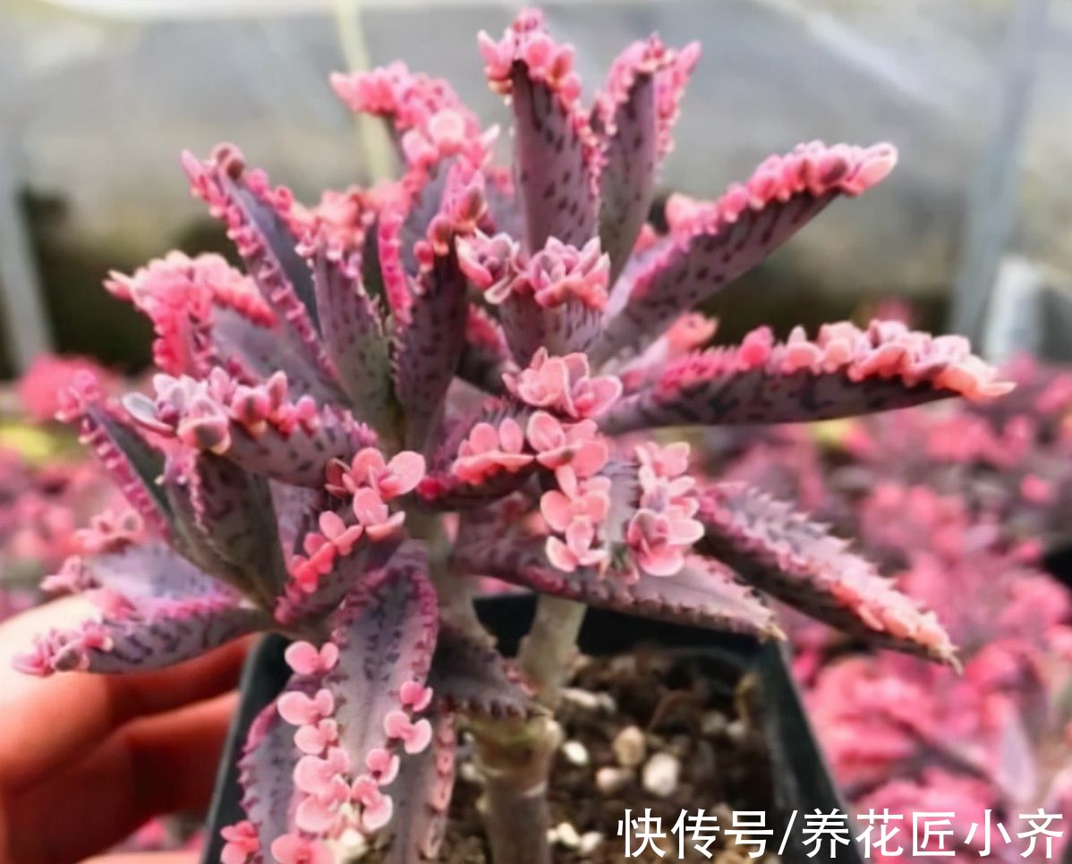 仙人球|什么样的花最好养？选择这4种，新手也能养好，很容易泛滥