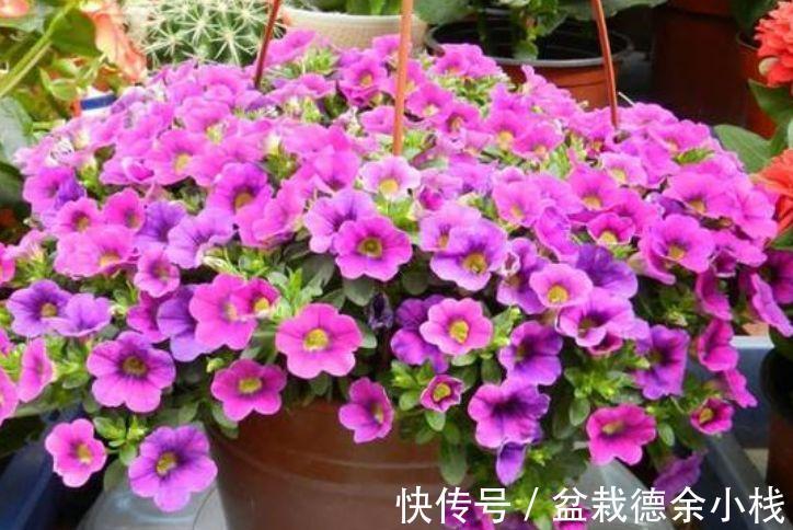 朱瑾花|从9月14日开始,家养此款花卉,花姿妖娆,花开香飘溢满屋