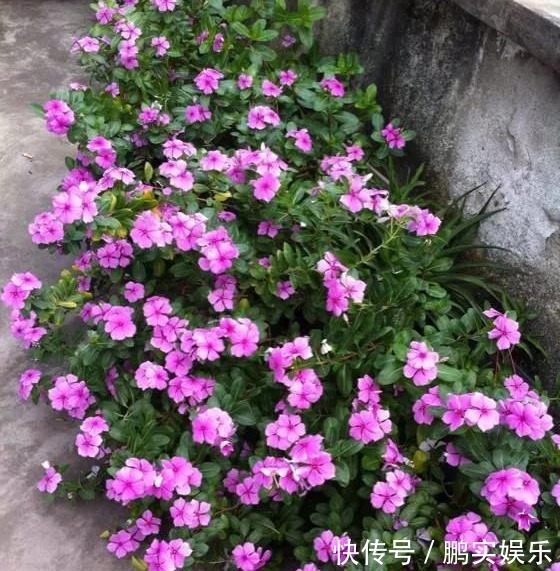 养护|养花技巧粗生粗养也能四季开花!少养1种都觉得亏了