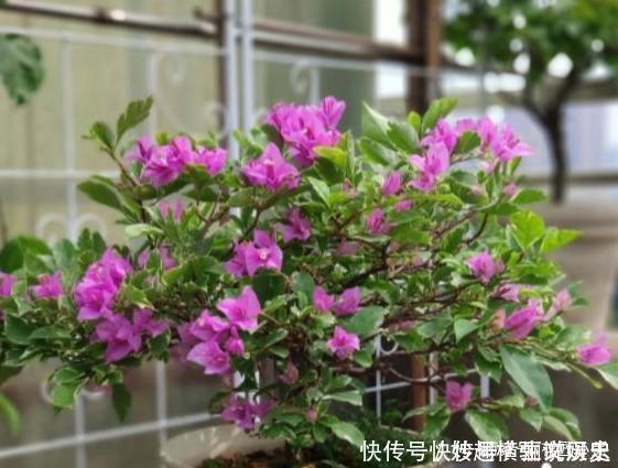 45种三角梅品种,红、橙、黄、绿、白、紫,每一种都很好看!