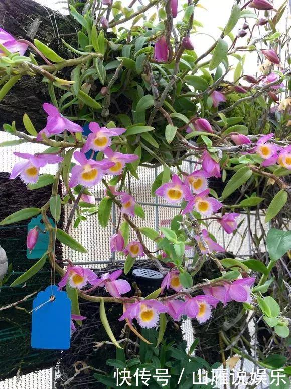 还在养绿萝家里养盆“香香花”,好看好闻,清香四溢精神好!