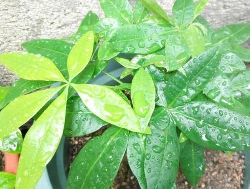 养花|聪明人养花就养3种,可镇宅招财、有益健康,养护也省心