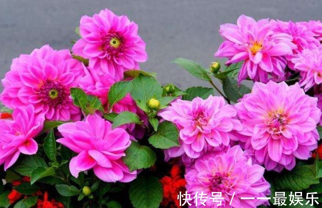 院子里养4种花，开花锦簇，烂漫多姿，美的像花园