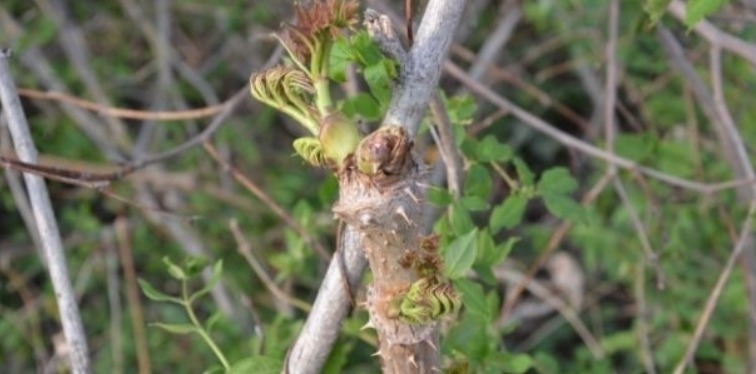 营养|乡下一种新出刺芽,价值珍贵,人称刺人参,营养价值丰富