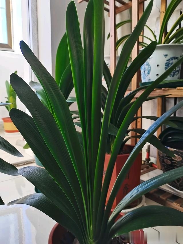 初秋给君子兰“换位置”,2种肥水轮着浇,君子兰叶片油亮爆花旺