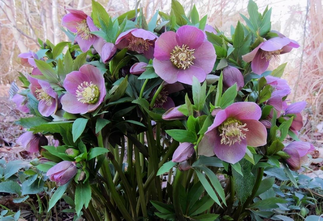 谁说北向阳台不能养开花植物?养它们很合适,不仅耐阴,而且耐寒