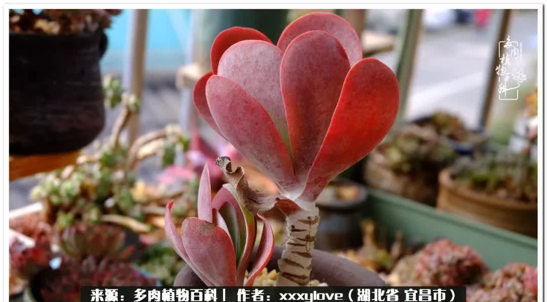 时光匆匆,一闪而逝,这世间万物的美,都值得被记录!