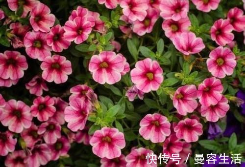 4种花高贵优雅，看了就让人沉醉，吉祥富贵，红红火火好运来