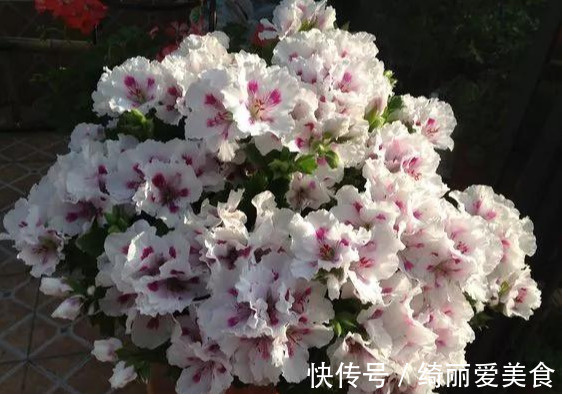 养花技巧:粗生粗养也能四季开花!少养1种都觉得亏了