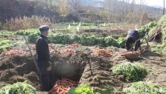 胡萝卜收获后怎样贮藏？学会这两个方法，胡萝卜不失水不糠心