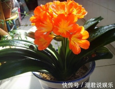 君子兰|君子兰不开花老花匠有“开花秘诀”，轻松养爆盆，花苞蹭蹭长