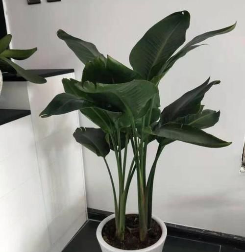  出花苞来|养鹤望兰，有3个“小要求”，满足它，年年都能开出仙鹤