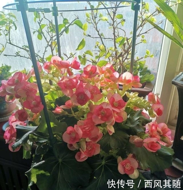 这三种花很“娇气”,冬天要慎养,一不小心只剩盆