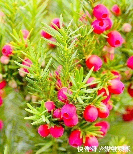 泡水|女性不想得卵巢癌,用它泡水喝,防乳腺癌,防止卵巢,防止失眠