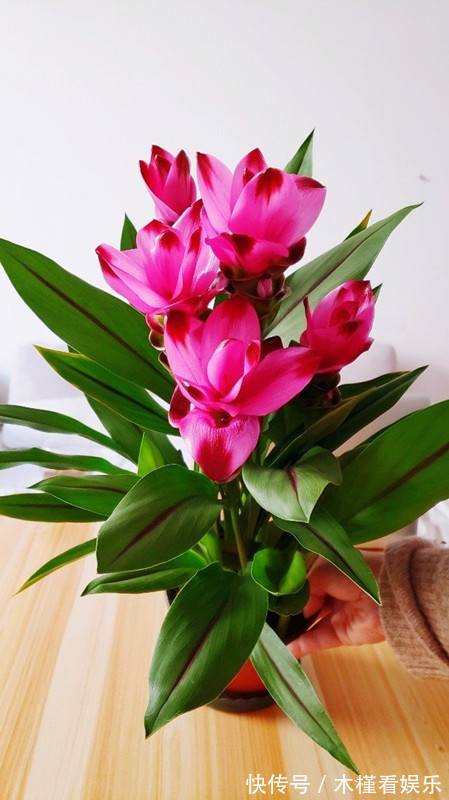 此花是世界名花,花朵超漂亮,花期长,养护简单,室内盆栽也可以