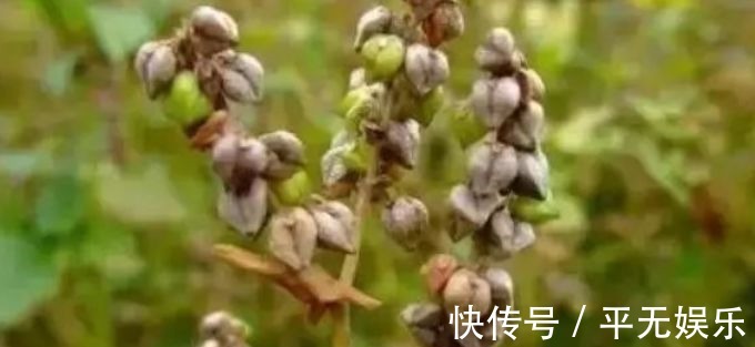 玫花|高二女生，因一壶蒲公英水，被送入医院，蒲公英泡水，有4大禁忌