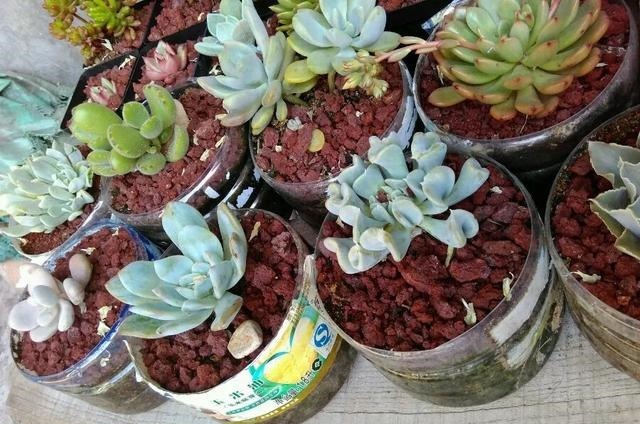 只要家里有油桶,就不用花钱买花盆!多肉种在油桶里,叶子胖嘟嘟