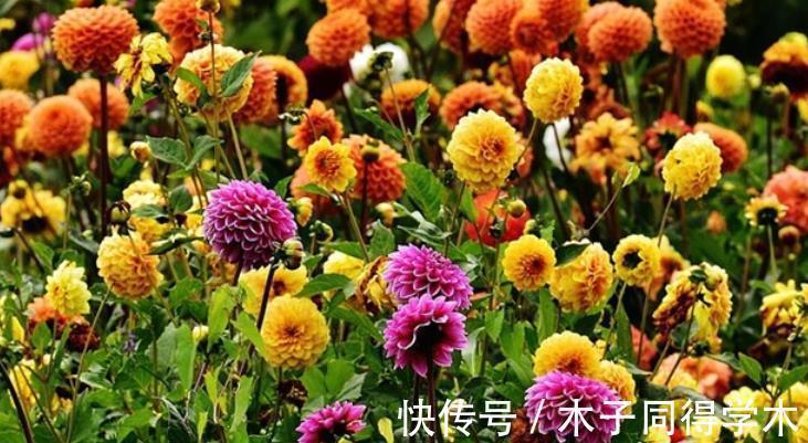 夏日|夏日贪凉，喝冷饮不如养盆花中隐士菊花，心静自然凉