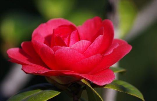 养护|春节过后在家养护花卉,花美色艳,花量大不操心,越养越喜欢