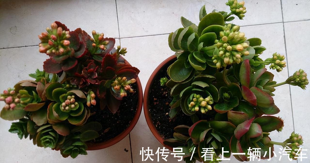 5种花不用太上心，越管越差，2个月不浇水，竟爆盆了