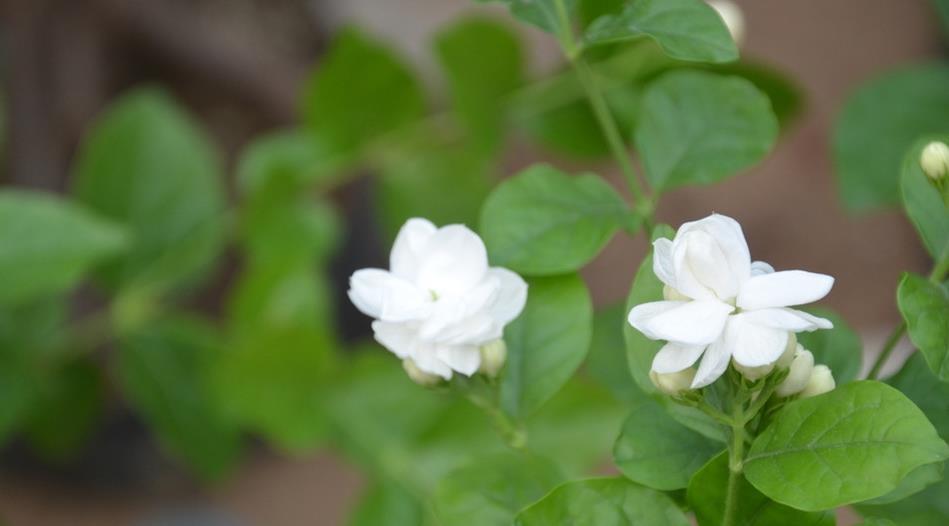 盆花|再忙也要养的一盆花，花期近200天，浓郁的花香堪比香水
