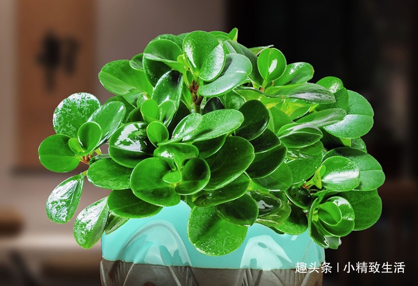 豆瓣绿长高忒难看,4招控制长势,砍上几刀,还能一盆变多盆