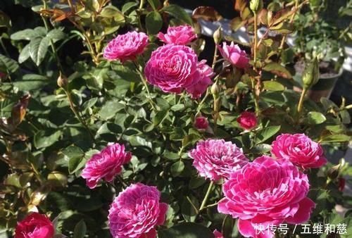 此花漂亮若牡丹，香味清新，四季开花，是阳台盆栽佳品