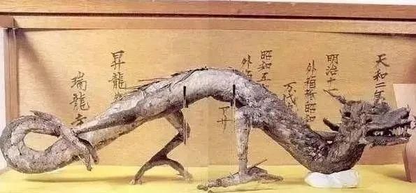 日本收藏的“龙”标本,背后不可告人的历史…