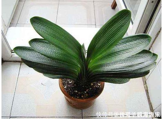 叶片|君子兰,不长叶子,不开花用上1个狠招,俩月花箭窜出来
