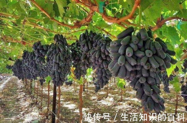 蓝宝石|有院子的朋友,不要错过这种果树,不怕旱不怕晒,好吃又营养!