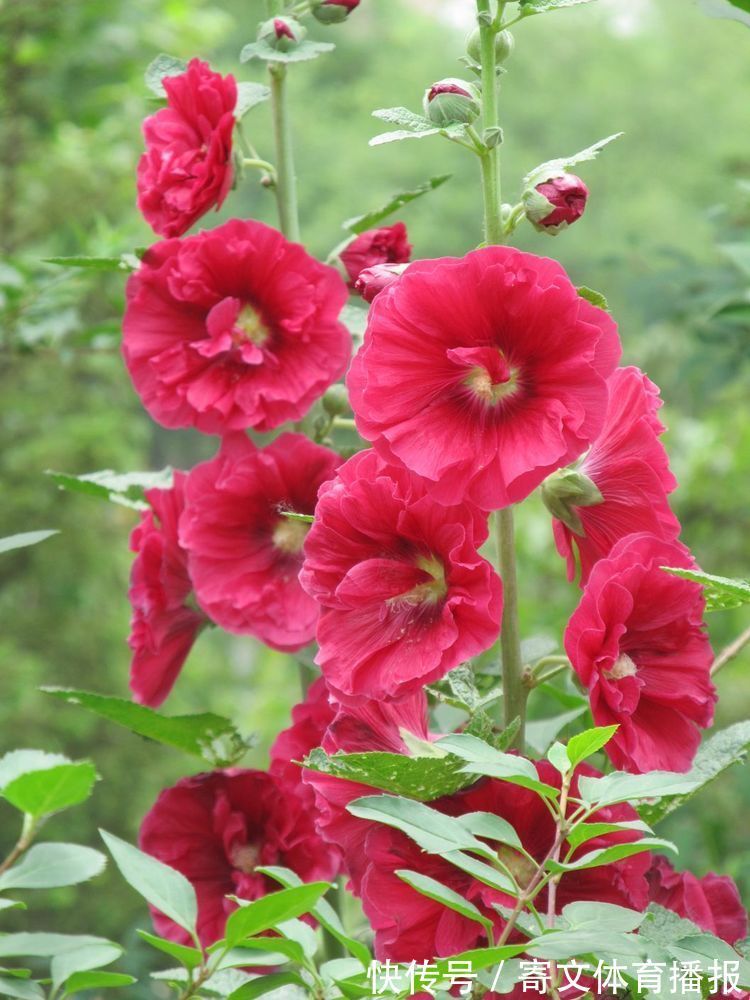 养护|此花长势茂盛,用途广泛,花色艳丽,适合庭院养护