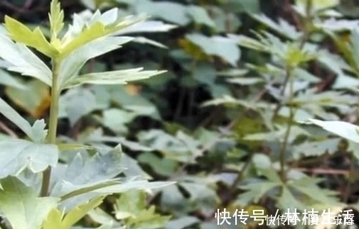 亡阳虚脱|农村一种植物,与艾草相似,被称为“天下第一草”