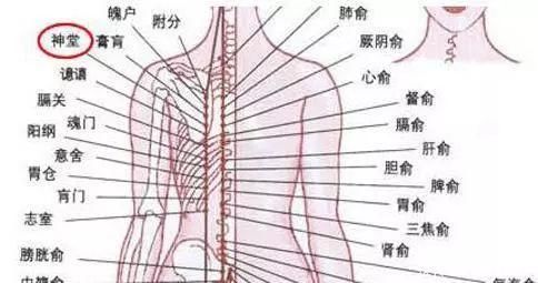 人体一个神奇穴位：神堂穴！揉一揉，益气养神，清烦宁心