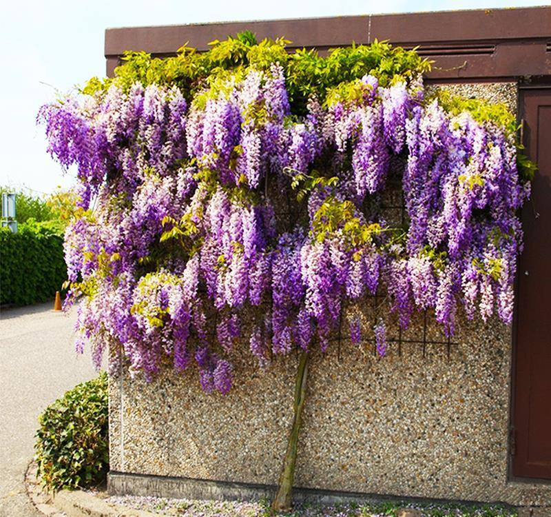 榕树|养花，院子搭廊架是极好的，开花时赏花，不开花时遮阴，一举两得