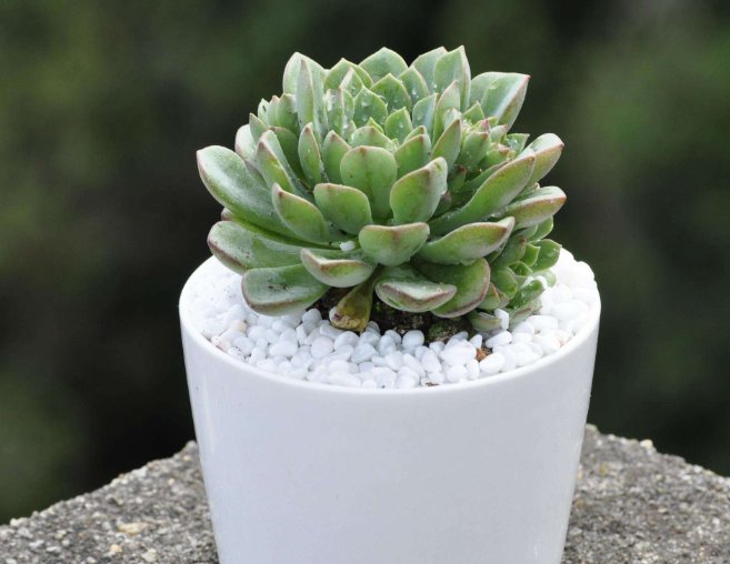 四季|多肉植物四季浇水有技巧，掌握好以下3点，多肉植物生长更加旺盛