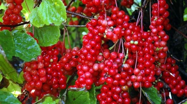 山茱萸山茱萸|对身体很好的3种食物,营养丰富、增强体质,早吃早健康!